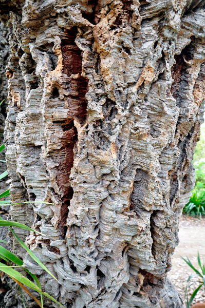 cork oak tree