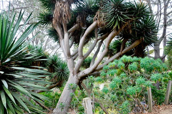 Dragon Tree