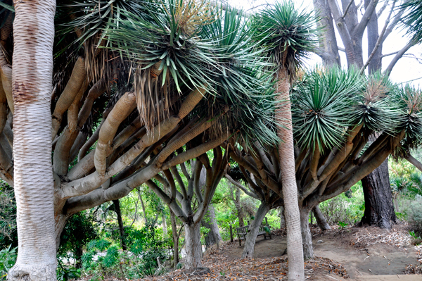 Dragon Trees