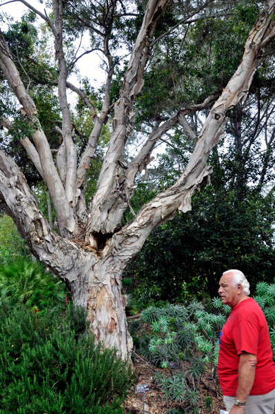 Broad-leaved Paperbark tree