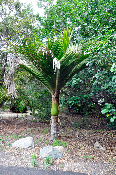 shaving brush palm