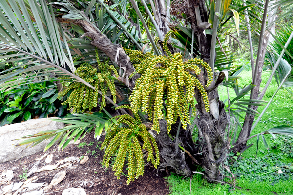 Dwarf Sugar Palm