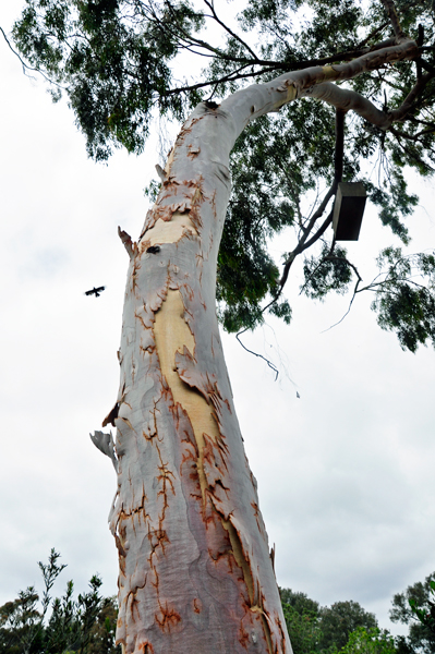 Lemon Gum tree