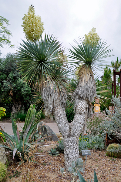 cactus tree