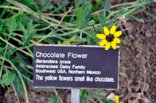 Chocolate Flower