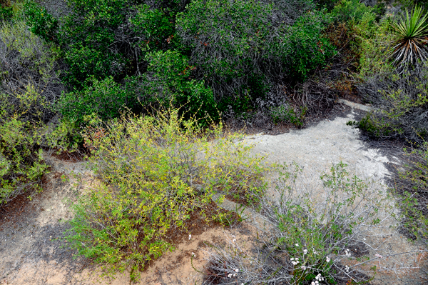 Vernal Pool