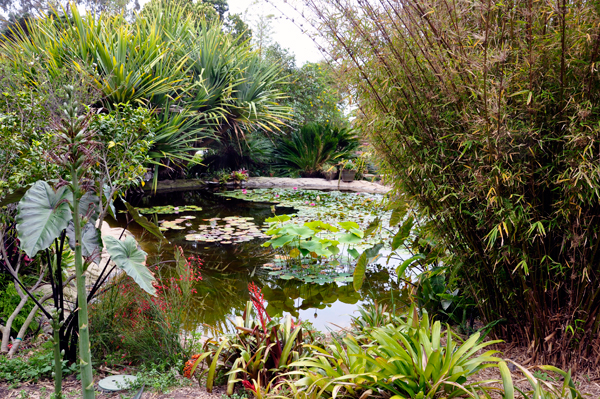 lily pond