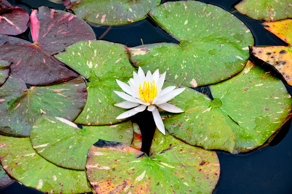 lily pond