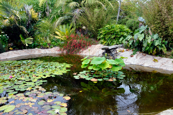 lily pond