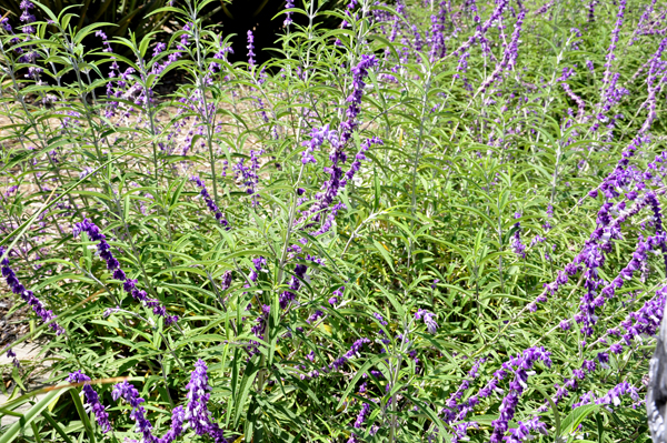 flowers at the botanic garden