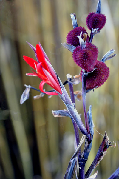 flower at the botanic garden