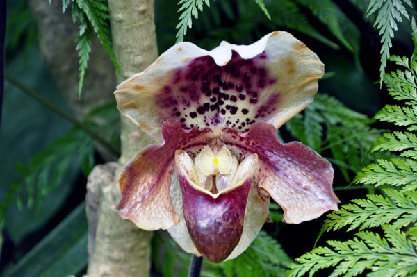 flower at the botanic garden