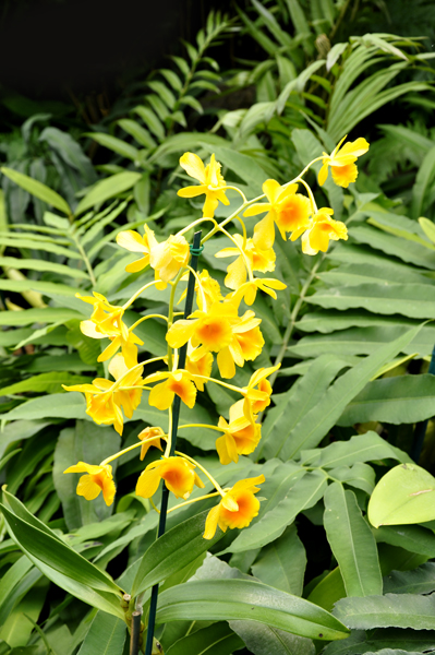 flower at the botanic garden