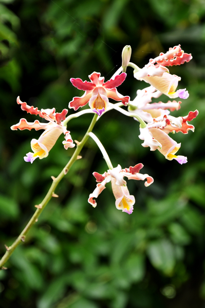 flower at the botanic garden