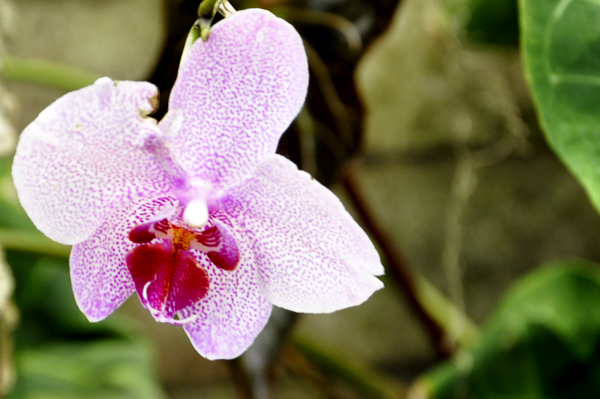 flower at the botanic garden