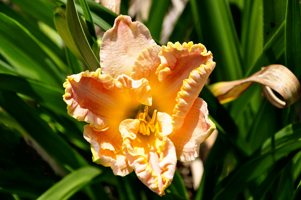 daylily