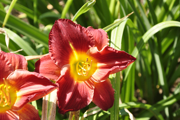 daylily