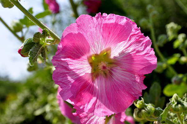 flower