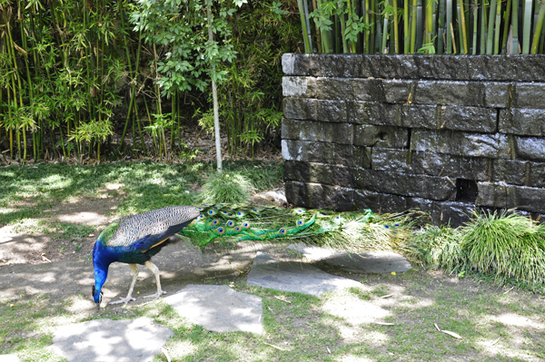 Weeping Wall and a peacock