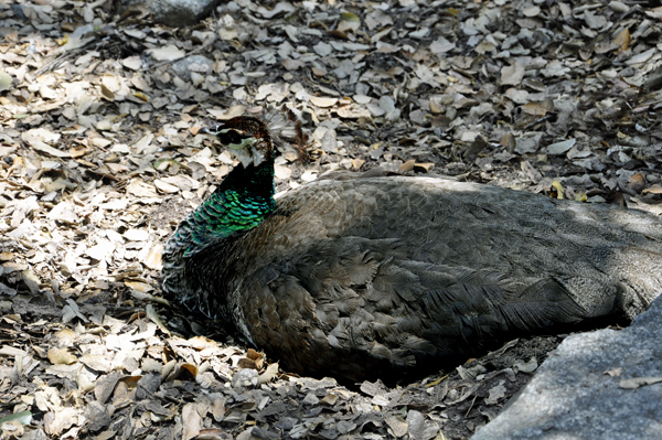 peacock