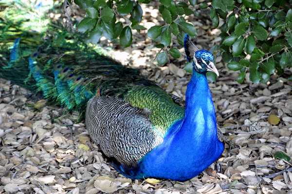 peacock