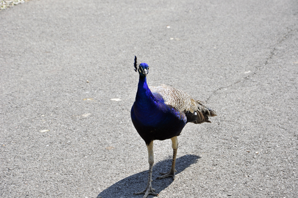 peacock