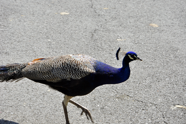 peacock