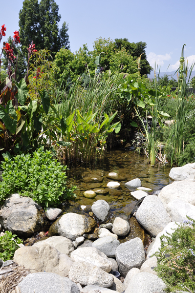 flowers and flowing water