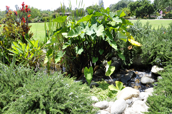 flowers and flowing water