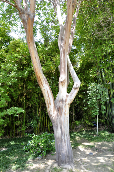 Crape myrtle tree