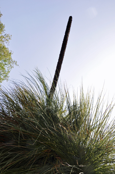 square-leaf grass tree