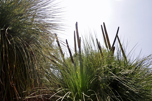 square-leaf grass tree