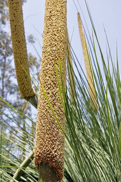 square-leaf grass tree