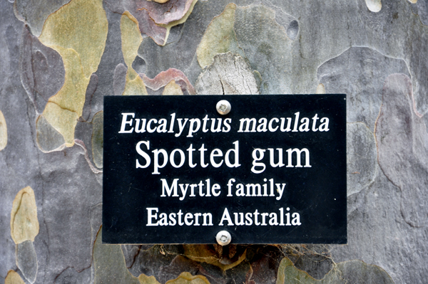 Spotted Gum sign
