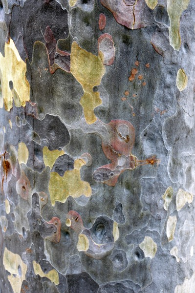 Spotted Gum tree