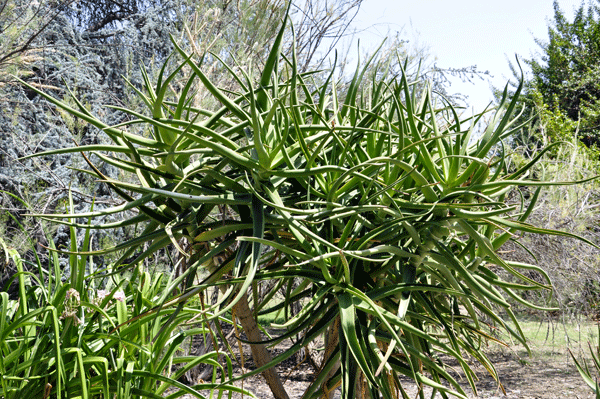 spikey tree