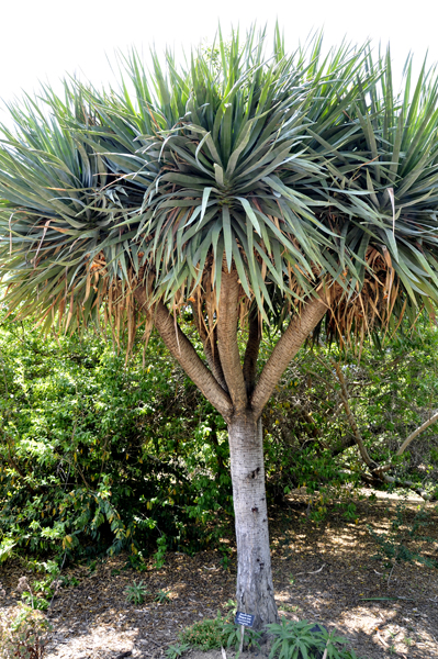 Dragon tree