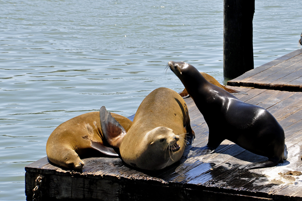 Pier 39 and the seals