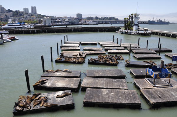 Pier 39 and the seals