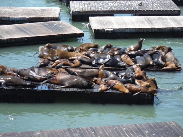 Pier 39 and the seals