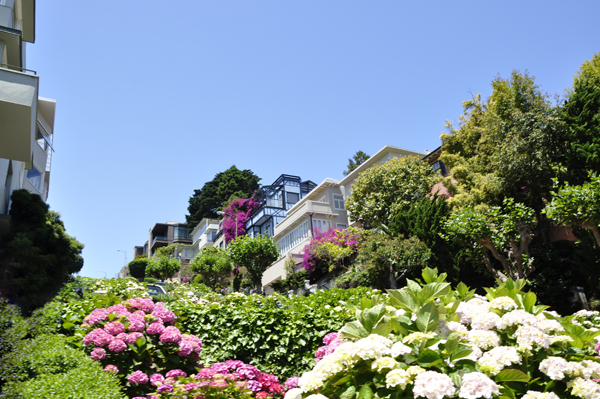 flowers in yards on the zig-zag street