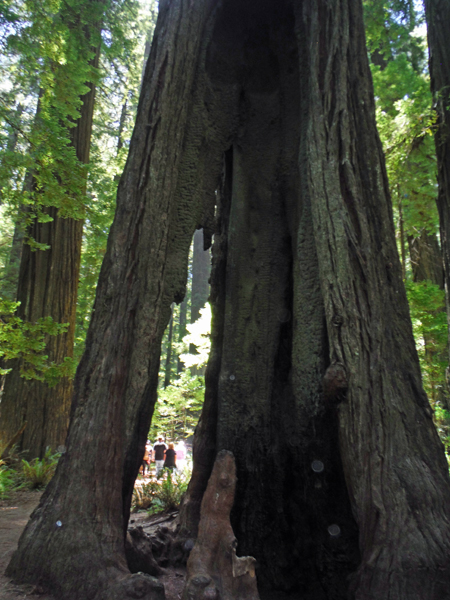 burned Redwood Tree