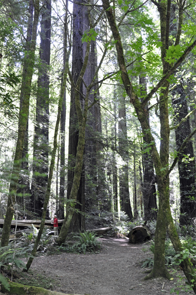 big redwood tree