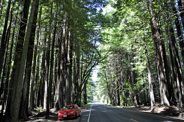 road and redwoods
