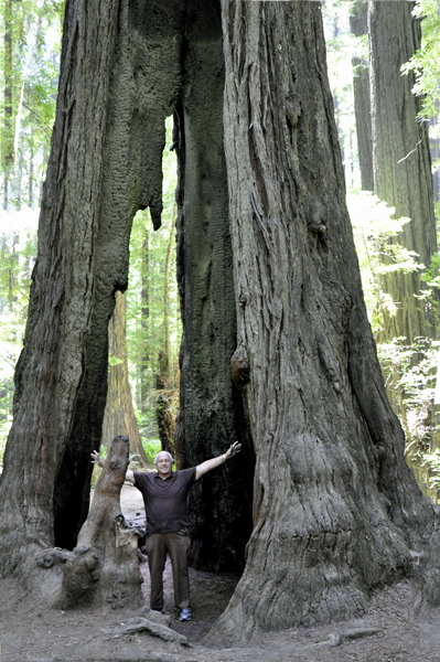 Lee Duquette and a huge Redwood Tree