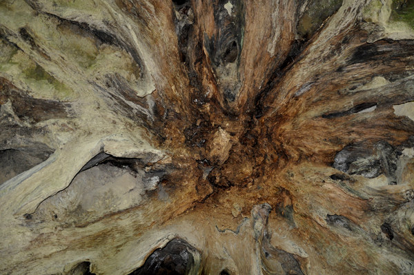 The Dyerville Giant  bark