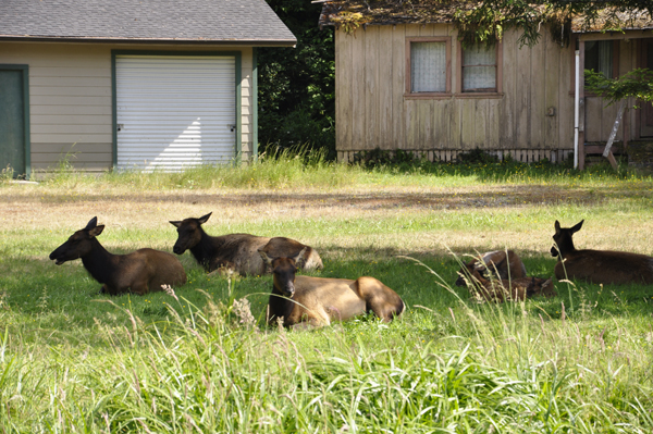 elk