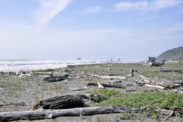 surf and logs