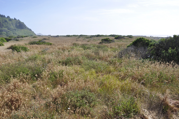 the dunes