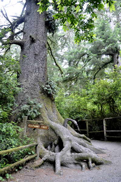 Elephant tree